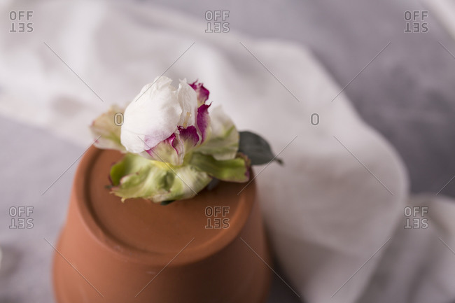Fresh peony flowerhead on a terracotta pot