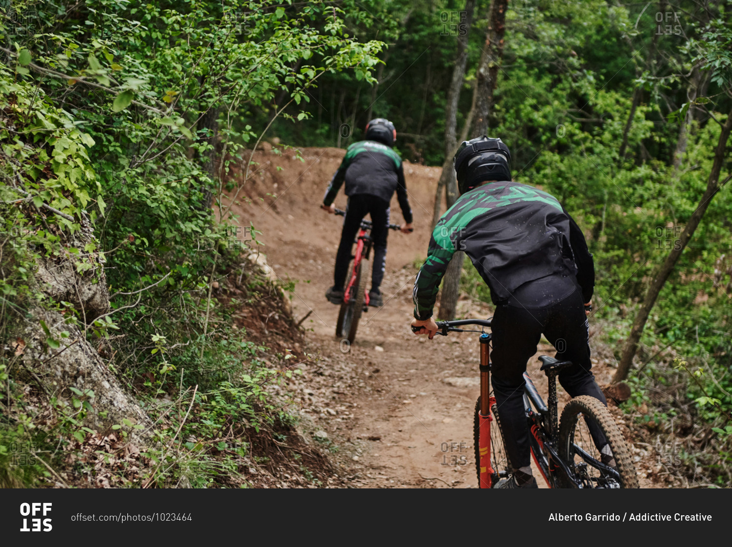 Back view of men in protective helmets riding bikes for downhill along sandy road in forest