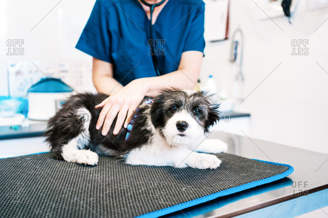 Crop woman examining furry puppy with Stethoscope while working in modern vet clinic
