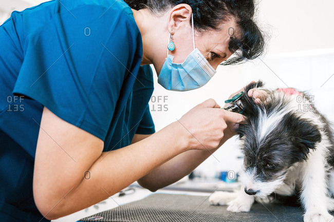 Side view of adult woman in medical mask examining ear of furry puppy while working in modern vet clinic
