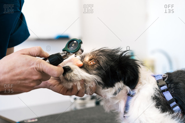 Crop doctor in gloves examining eye of obedient dog while working in contemporary vet clinic on white background