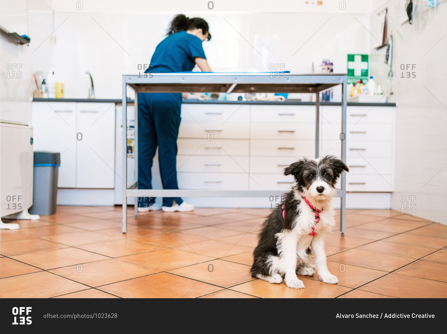 Dog sitting on floor of vet clinic looking at camera , veterinarian woman working on the background