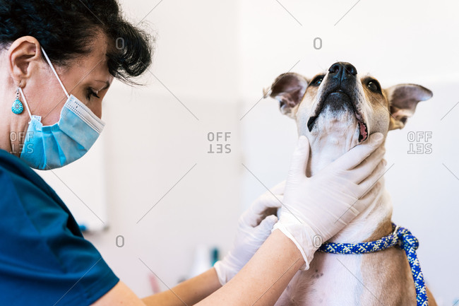 Crop doctor in gloves examining obedient dog while working in contemporary vet clinic on white background