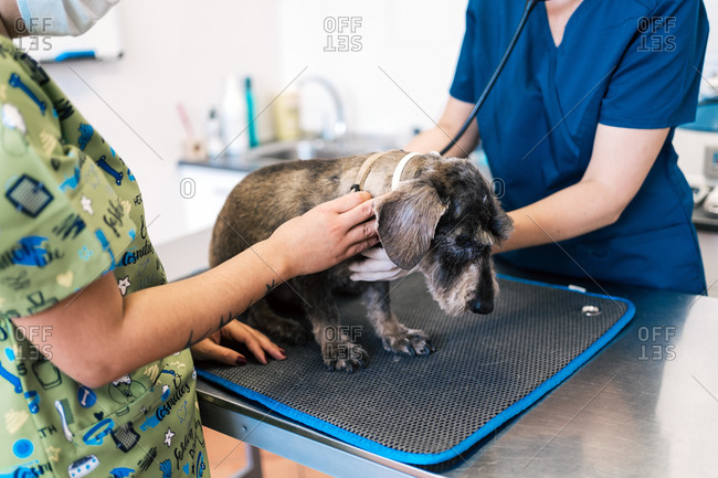 Unrecognizable doctor and assistant examining senior dog on table during appointment in modern veterinary clinic