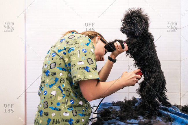 Woman groomer doing haircut with electric shaver for cute dog in clinic