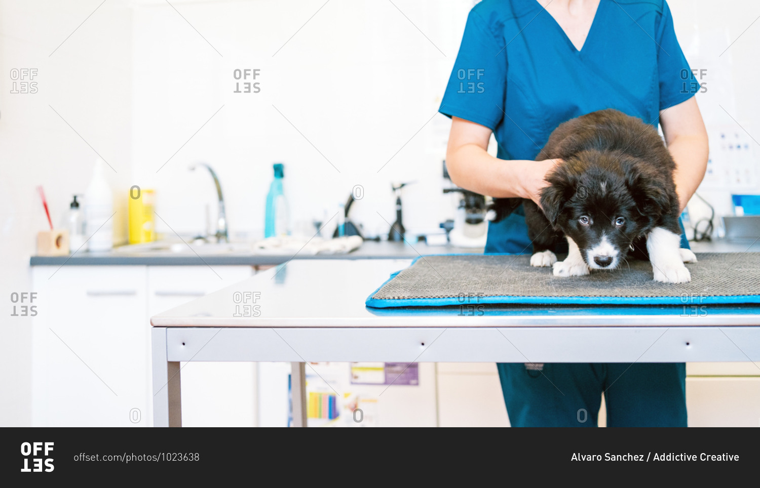 Anonymous woman in medical uniform examining cute puppy on table in modern vet clinic