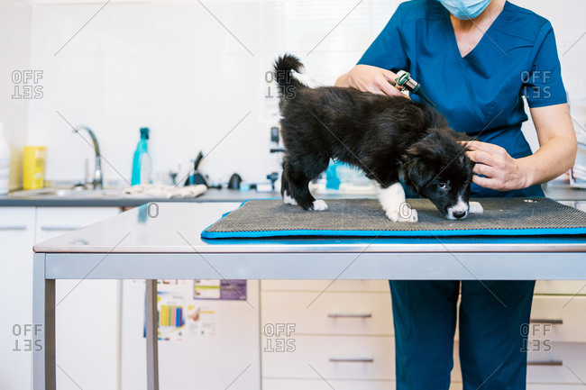 Anonymous woman in medical uniform examining cute puppy on table in modern vet clinic