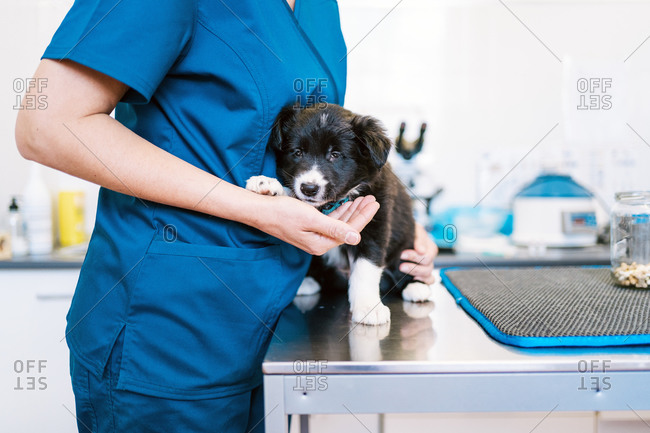 Unrecognizable doctor in blue uniform hugging cute puppy on table while working in modern veterinary clinic