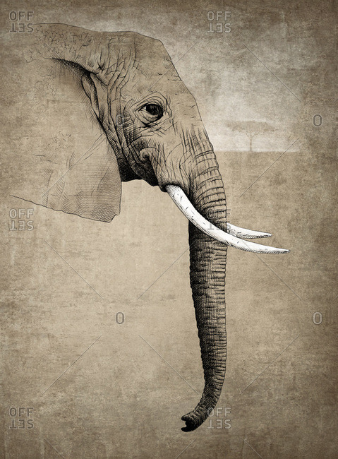 Realistic illustration of head of huge elephant with white tusks on gray background