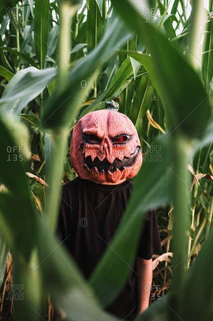 Anonymous person wearing spooky Halloween pumpkin mask and black cloak standing in cornfield and looking at camera