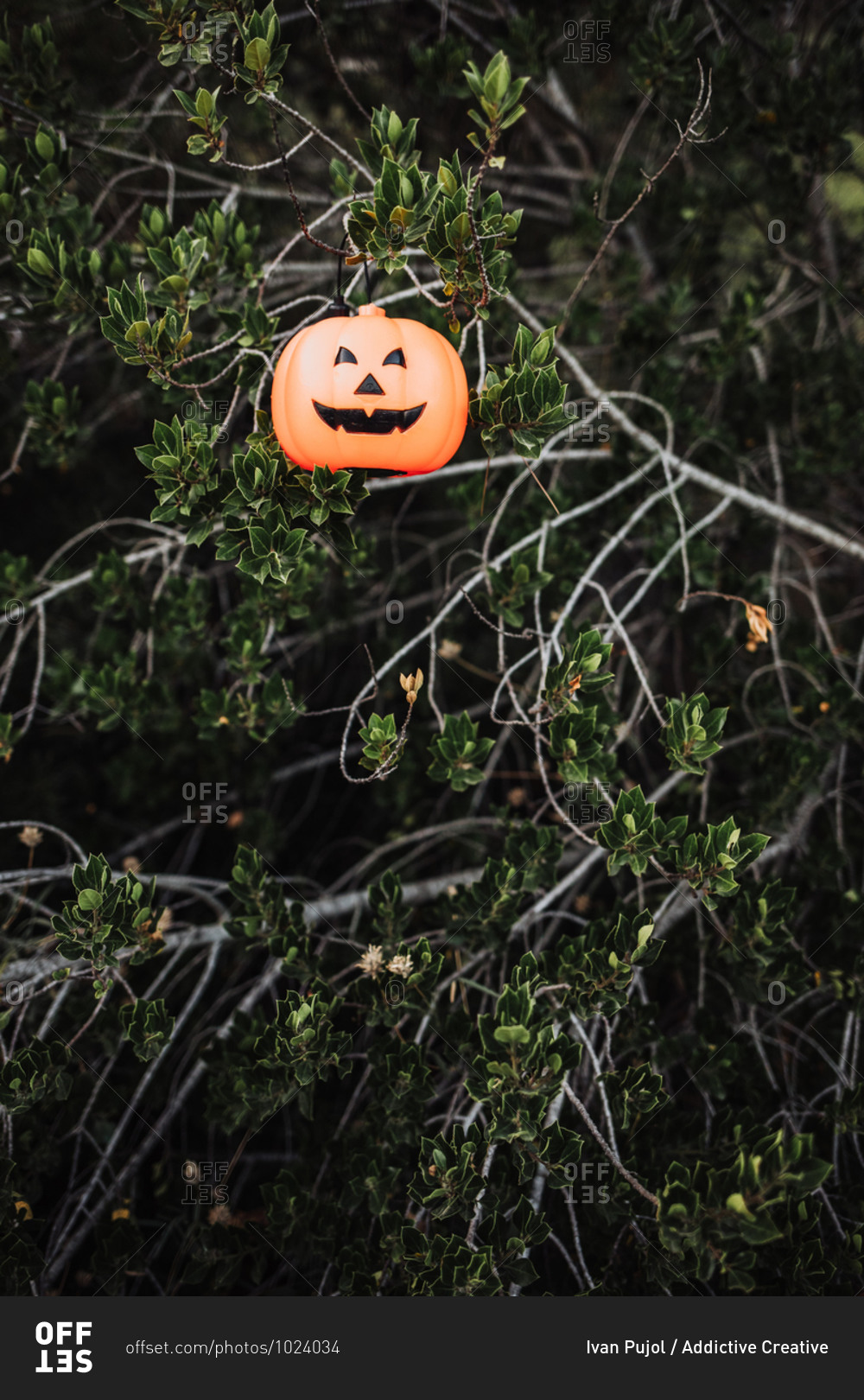 Illuminated lantern in shape of evil pumpkin hanging on tree in park during Halloween