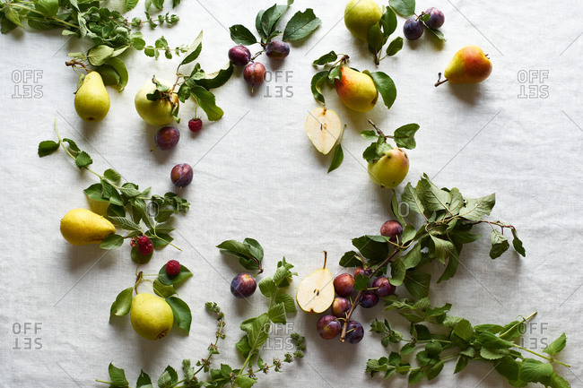 Flat lay with fresh organic fruits from the garden: plums, pears and apples on white textile background
