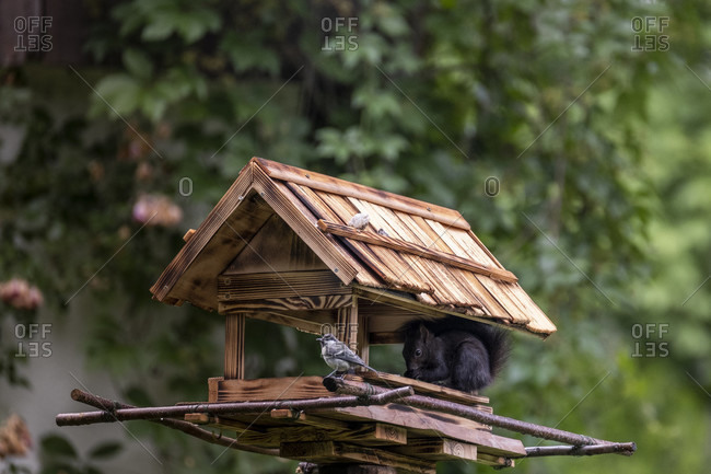 Bird house, garden birds, squirrels, summer, birds feed all year round, titmouse