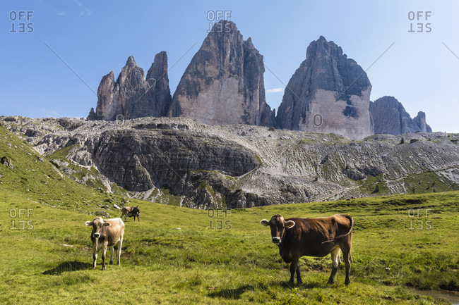 Alpine cows on a meadow in front of the Tre Cime di Lavaredo, Drei Zinnen, (2999m), Dolomiti di Sesto Natural Park, Alta Pusteria, Bolzano district, South Tyrol, Alps, Dolomites, Trentino-Alto Adige, Italy