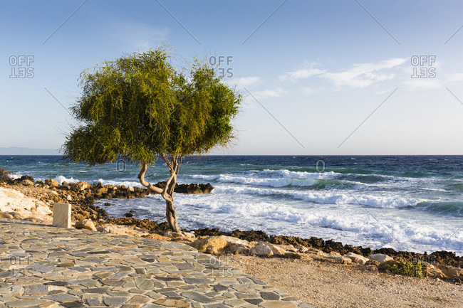 Twisted willow tree (genus Salix) by rocks in front of the rough surf of the Mediterranean Sea, Protaras, Cyprus