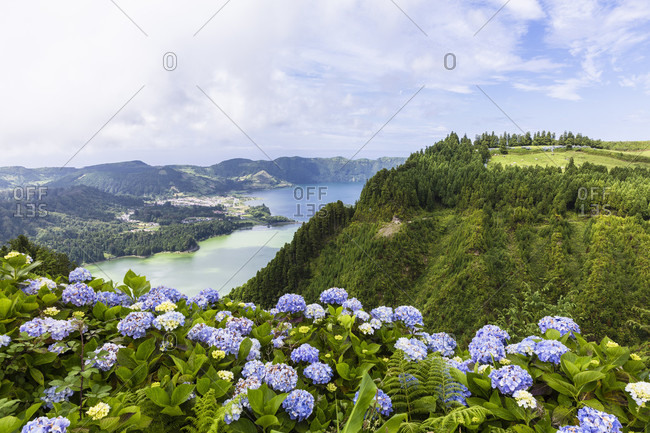 Hortensia blooming in front of the view of the lakes of Sete Cidades