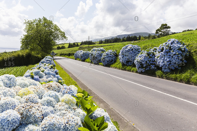 Blooming blue Hortensia flowers along the road