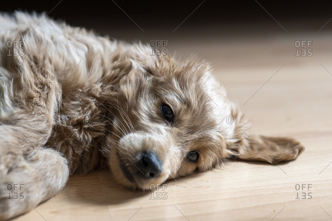 An 8 week old Mini Goldendoodle (a mixture of a golden retriever and a miniature poodle) lies on a laminate floor.