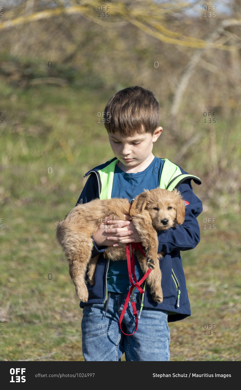 An 8-week-old Mini Goldendoodle (a mixture of a golden retriever and a miniature poodle) can be carried by a boy.