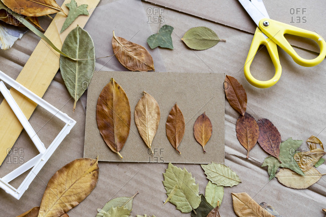 Dry leaves with scissors on cardboard
