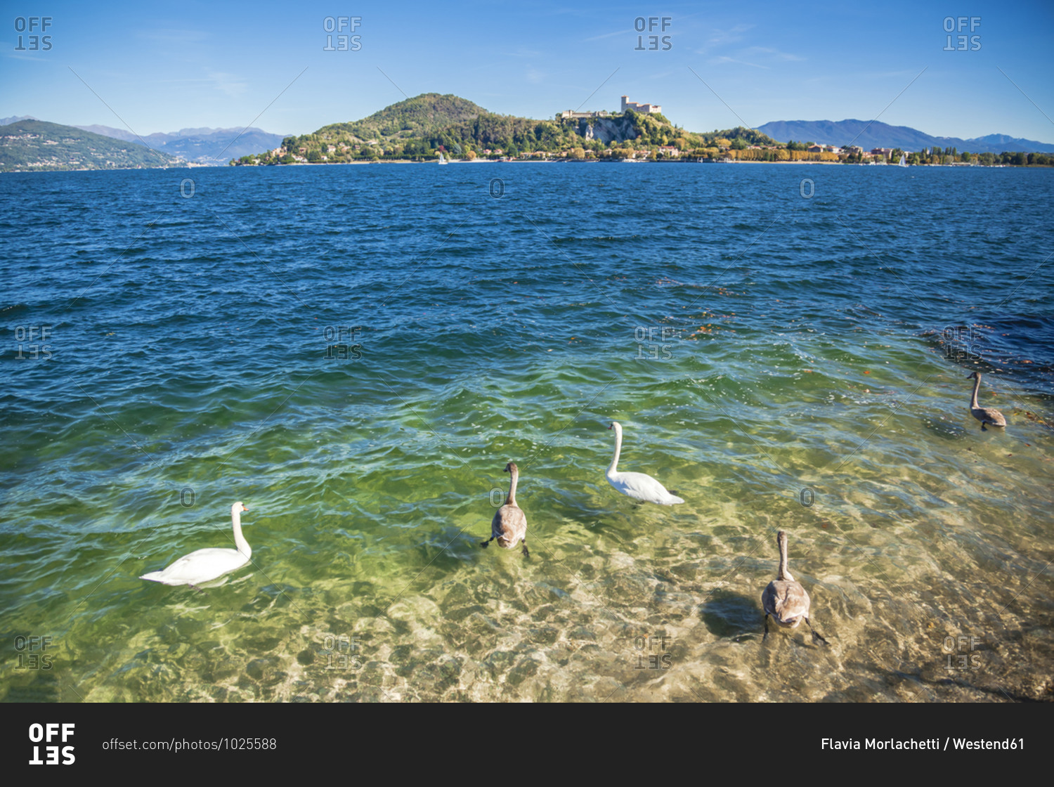 Birds swimming on Lake Maggiore during sunny day