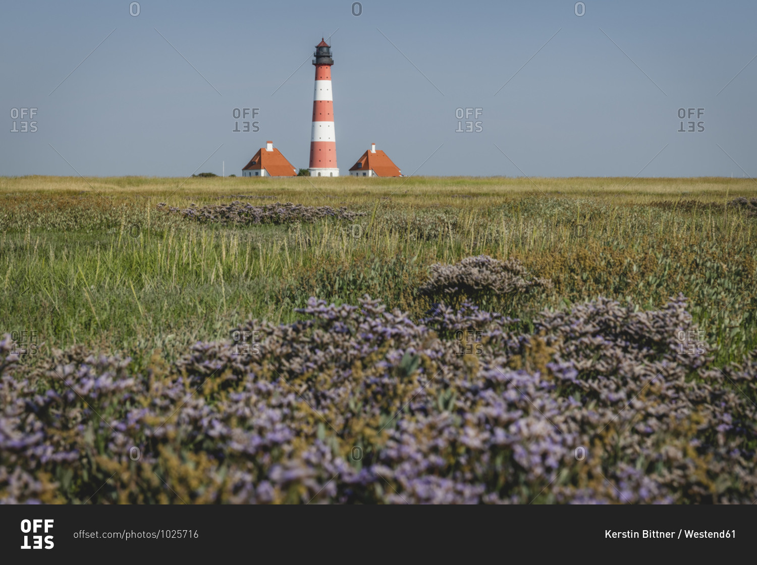 Germany- Schleswig-Holstein- Westerhever- Springtime meadow with Westerheversand Lighthouse in background
