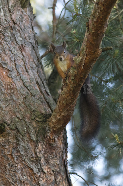 Eurasian squirrel on tree branch in forest