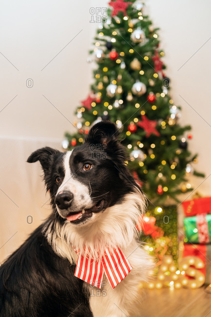 cute dog christmas