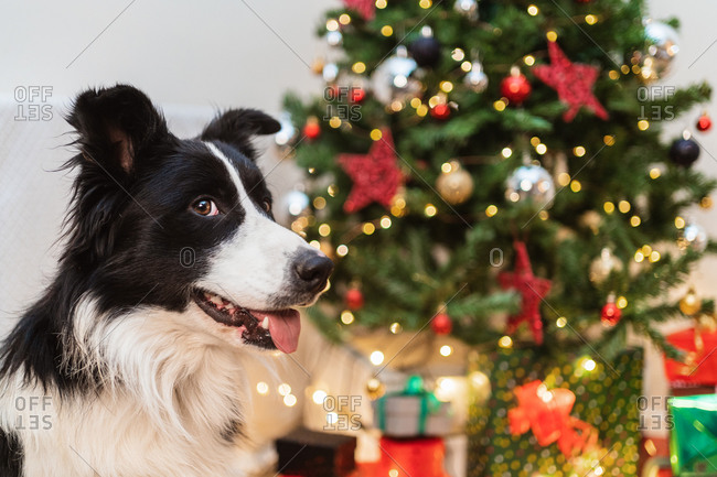 cute dog christmas stock photos - OFFSET