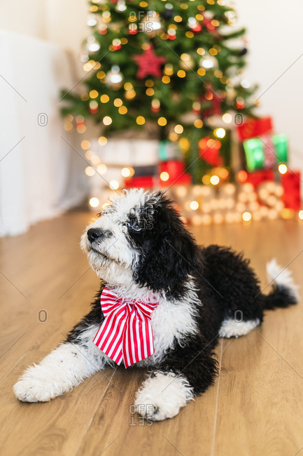 sheepadoodle ornament