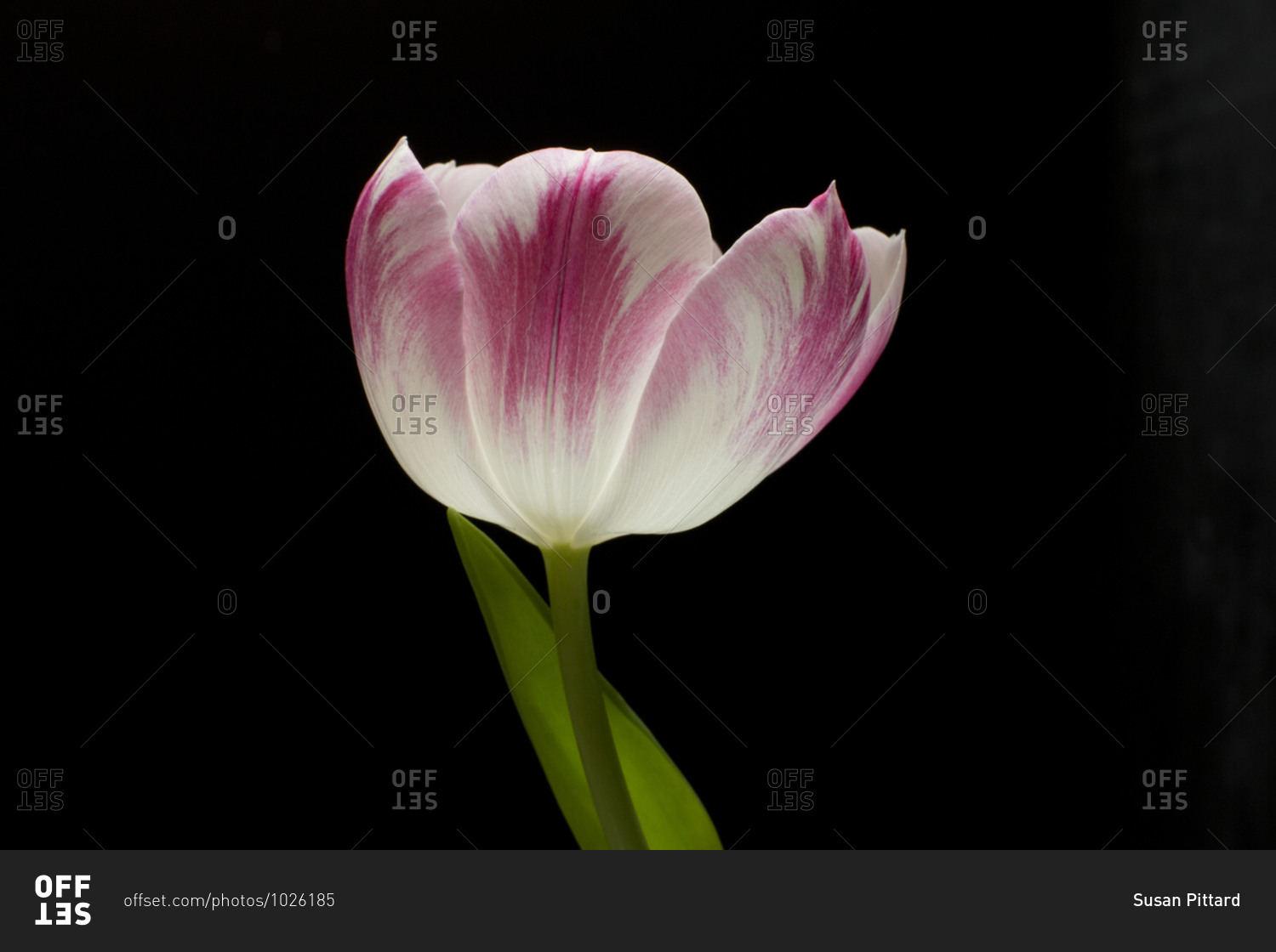 A single pink and white tulip in front of black background