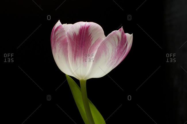 A single pink and white tulip in front of black background