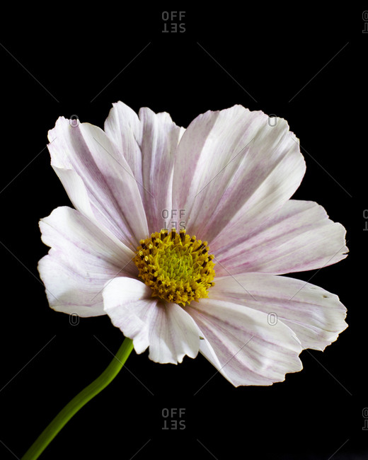 light pink cosmos