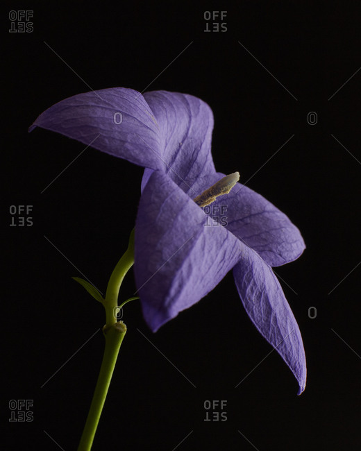 Close up of a purple bell flower in front of black background