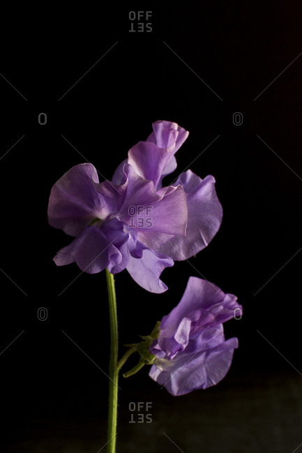 Flores moradas de guisantes de olor frente a un fondo negro foto de stock - OFFSET