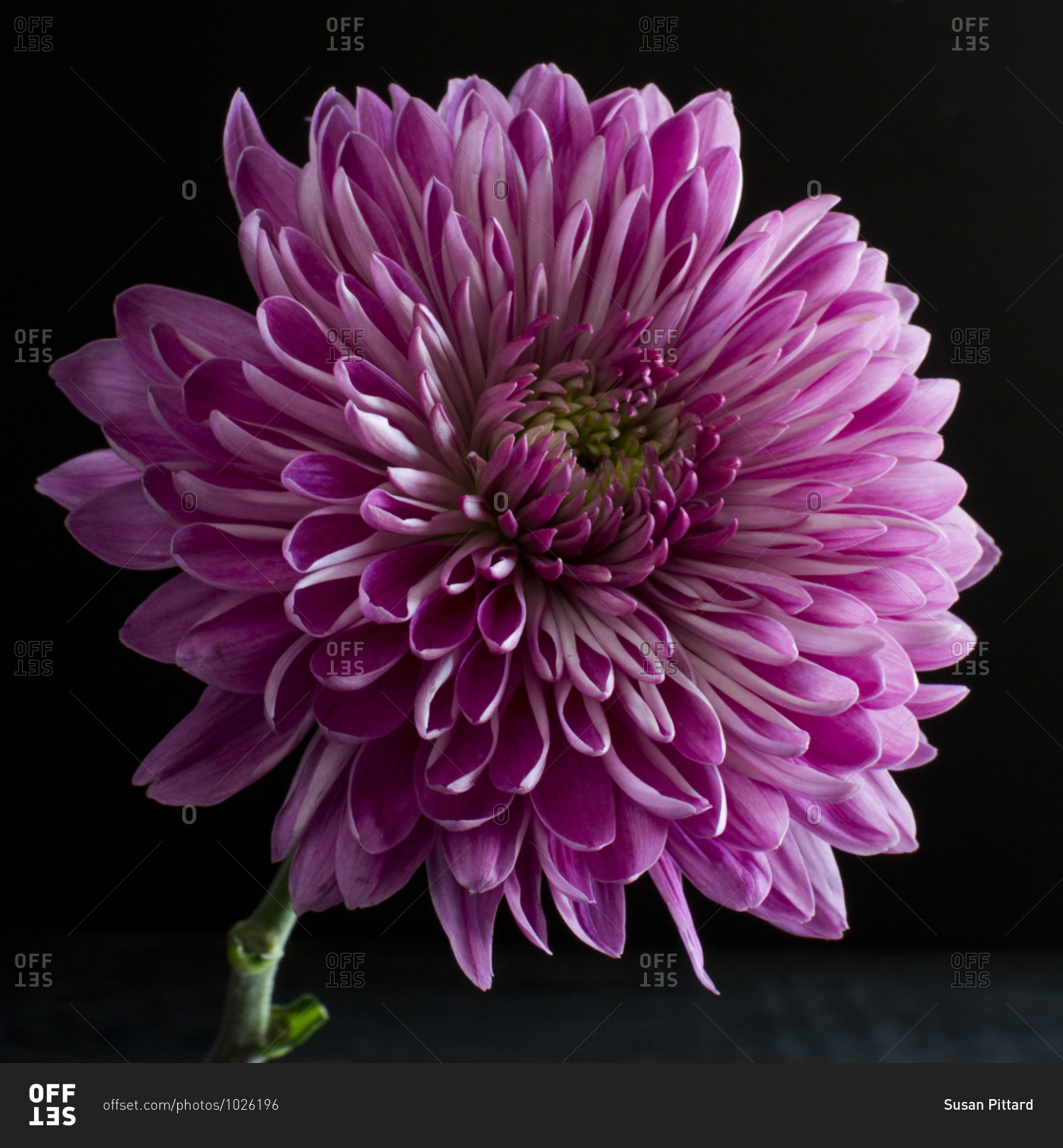 Close up of a purple chrysanthemum in front of a dark background