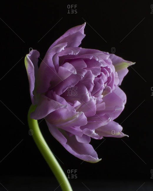 Light purple flower in front of black background