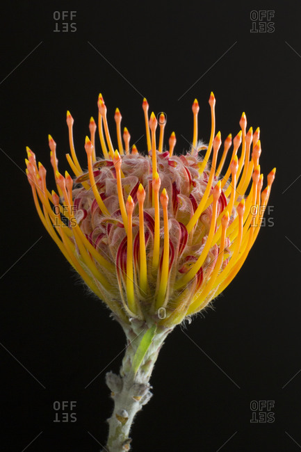Colorful pincushion flower in front of black background