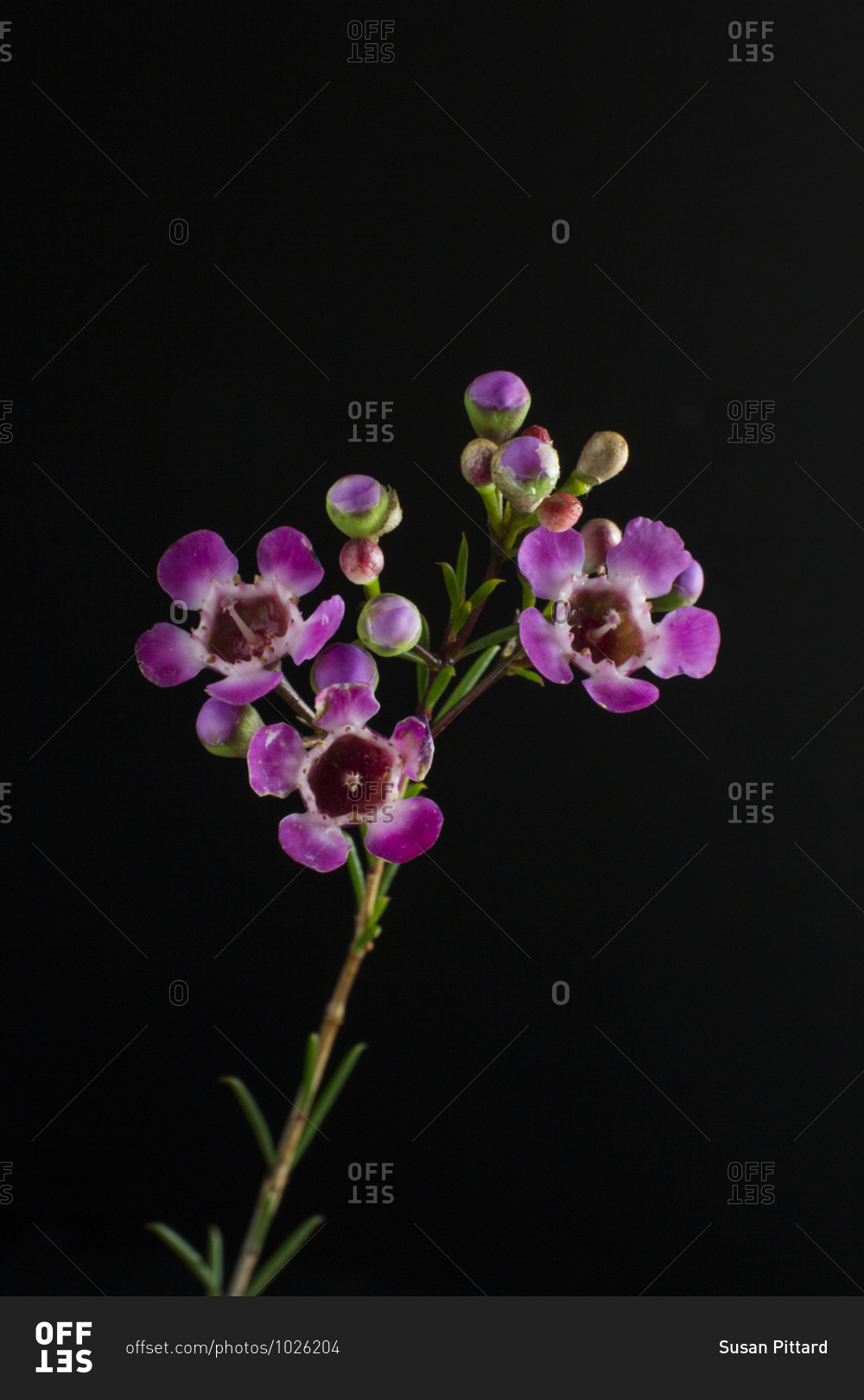 Pretty purple flowers in front of black background