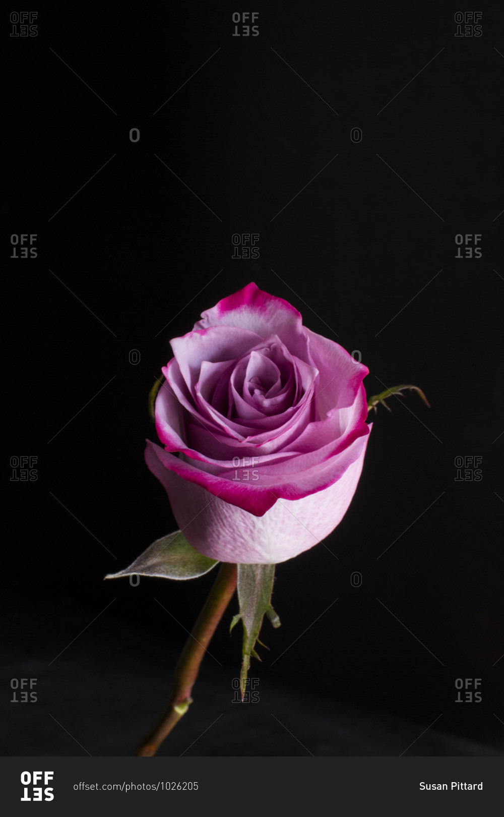 A single pink rose in front of black background