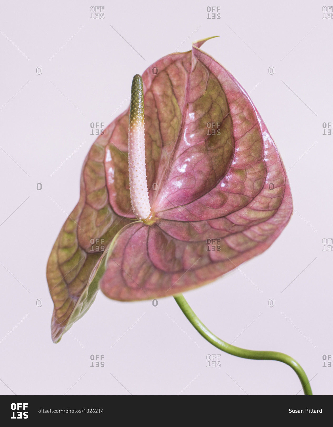 Close up of a pink anthurium flower in front of light background