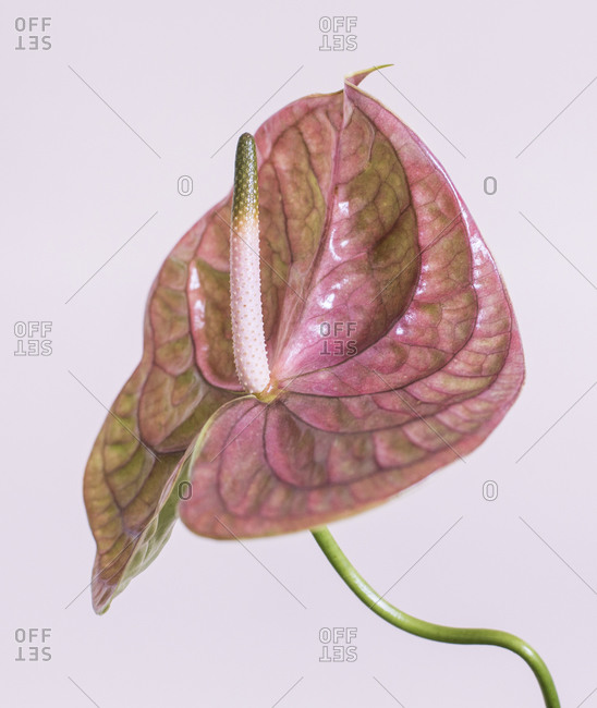 Close up of a pink anthurium flower in front of light background