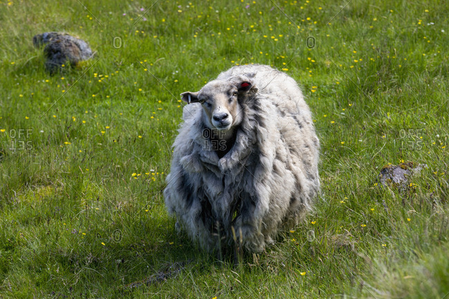 Portrait wooly sheep in summer field, Faroe Islands
