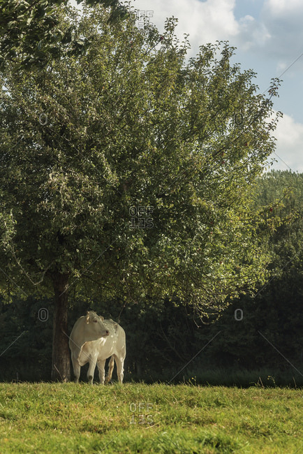 A white cow standing under a tree for shade on a sunny day
