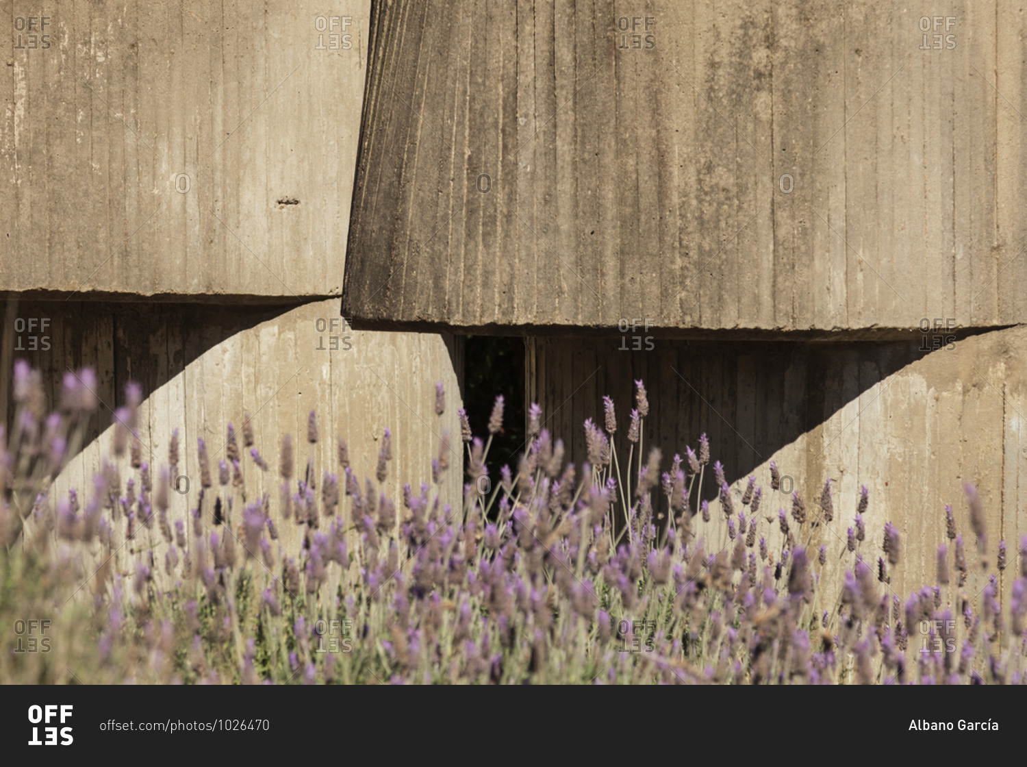 Lavender in front of concrete building exterior