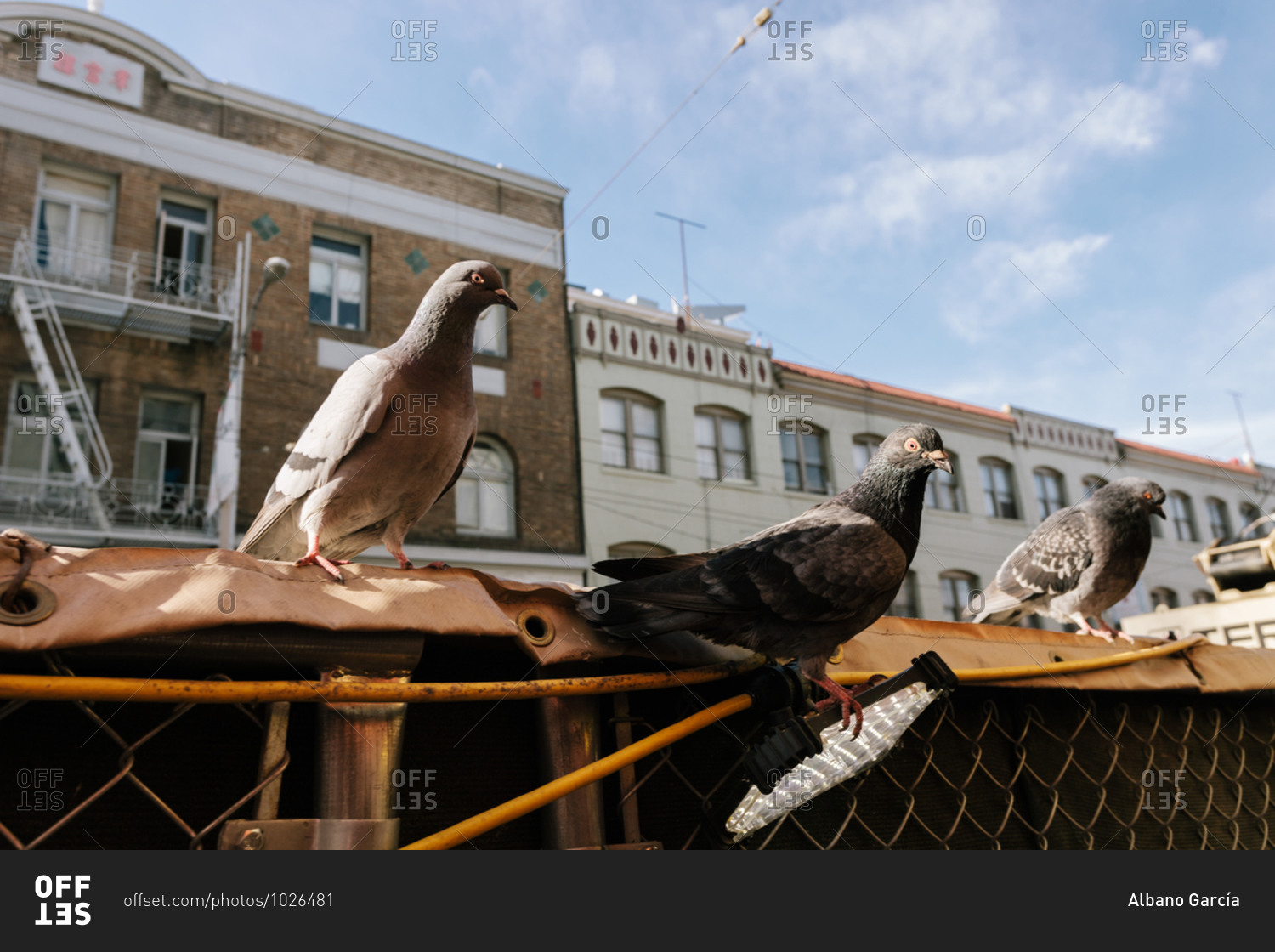 Pigeons perched on a construction fence in urban setting