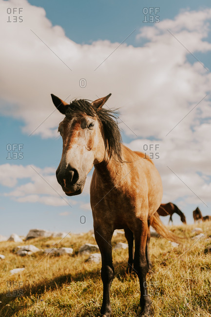 A brown wild horse grazing in the countryside in Bosnia and Herzegovina