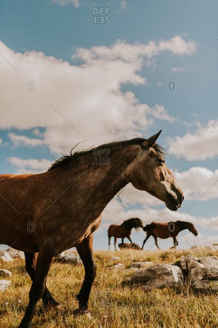 Profile view of a brown wild horse grazing in the countryside in Bosnia and Herzegovina