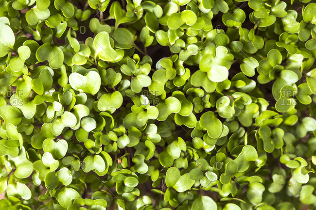 Full frame of homegrown microgreens close up