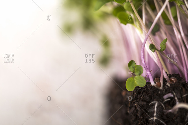 Detail of homegrown microgreens growing in soil